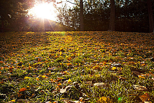 秋天黄色的银杏叶落在绿色的草地上