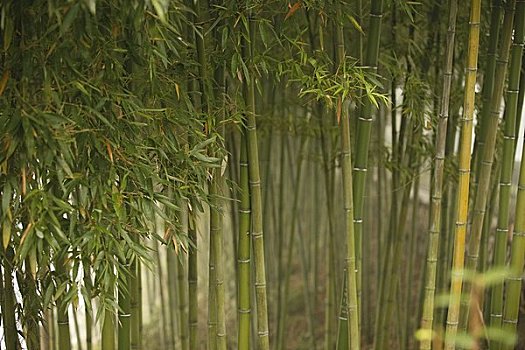 竹子,树,中国
