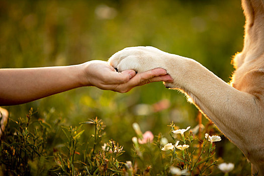 柴犬拉布拉多户外合影