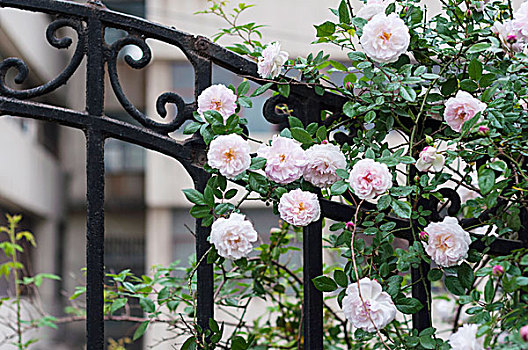 栅栏上的蔷薇花