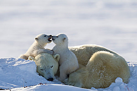 睡觉,母兽,北极熊,玩耍,幼兽,瓦普斯克国家公园,曼尼托巴,加拿大