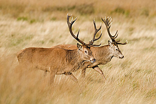 红色,鹿,两个,牡鹿,对手,挑战,走,平行,发情,季节,秋天,理查芒德公园,伦敦,英格兰,英国,欧洲