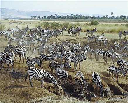 白氏斑马,斑马,迁徙,马赛马拉国家保护区,肯尼亚