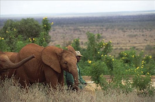 非洲象,孤儿,看护,星期,查沃,东察沃国家公园,肯尼亚