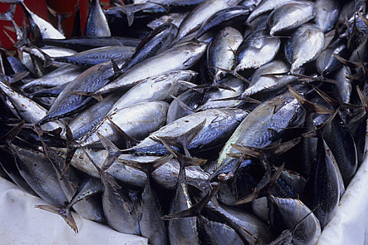 马尔代夫,港口,鲜鱼