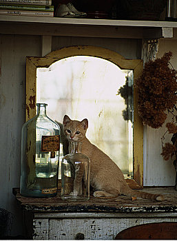 肖像,小猫,坐,桌子,镜子,瓶子