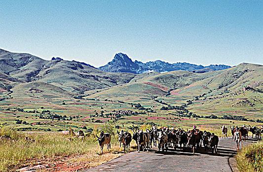 马达加斯加,牧群,途中,西部,国家