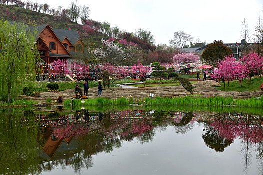 贵州遵义樱花谷景区,种有5万余株樱花