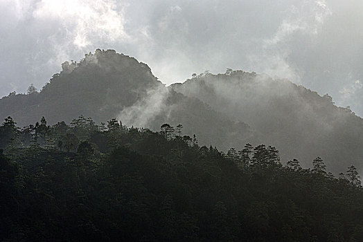 山,遮盖,植被,云,树林,自然保护区,斯里兰卡,亚洲