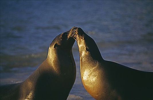 一对,雌性,海狮,依偎,海滩,圣达菲,加拉帕戈斯群岛,厄瓜多尔