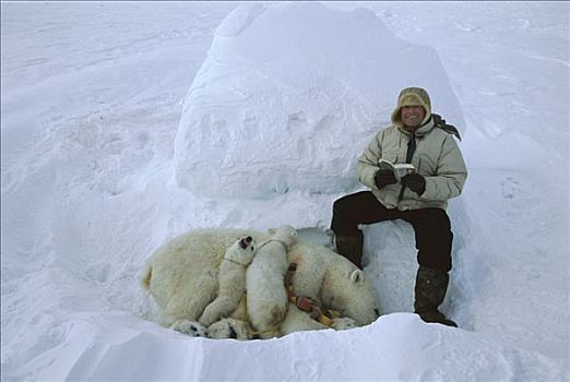 翻转,读,靠近,北极熊,幼兽,坚决,加拿大