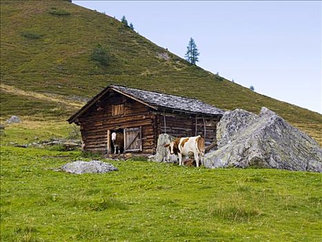 母牛,向外看,农场,脱落,高山牧场,原野,萨尔茨堡,奥地利,欧洲