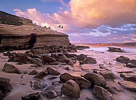 棕鹈鹕,褐鹈鹕,一对,降落,沿岸,石头,加利福尼亚