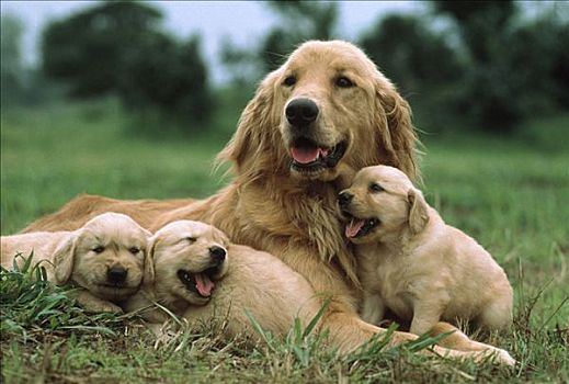 金毛猎犬,狗,母兽,三个,小狗,日本