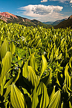 美国,科罗拉多,冠丘市,玉米,百合,地点,野花,夏天,画廊