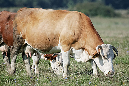 淡棕色,母牛