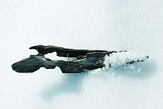 木头,雪中