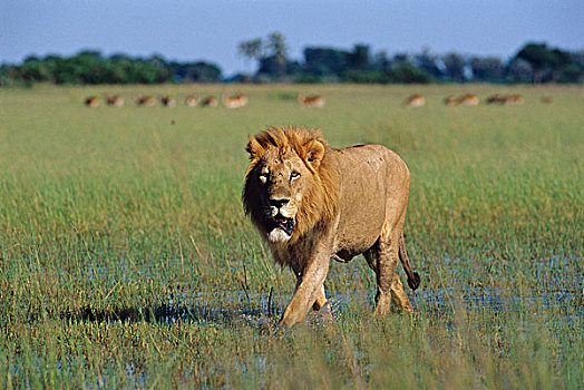 非洲狮,狮子,洪水,草地,奥卡万戈三角洲,博茨瓦纳