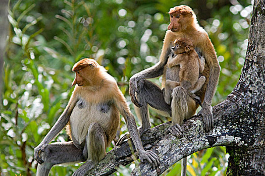 喙,猴子,女性,两个,老,幼仔,沙巴,马来西亚