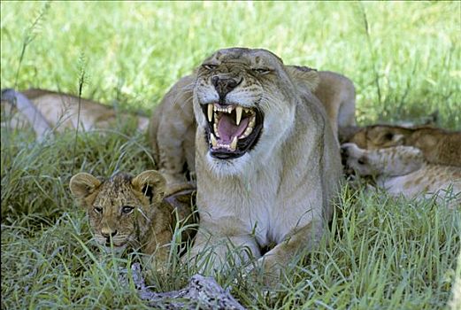 狰狞,雌狮,坐,影子,马赛马拉国家保护区,肯尼亚