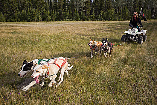 团队,阿拉斯加,爱斯基摩犬,拉拽,线组,女人,狗,运动,干燥,陆地,雪撬,比赛,育空地区,加拿大