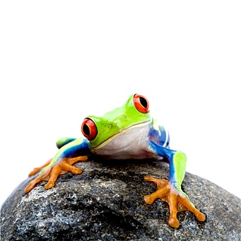 青蛙,岩石上