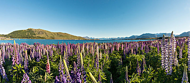 紫色,羽扇豆属植物,羽扇豆,特卡波湖,坎特伯雷地区,南部地区,新西兰,大洋洲