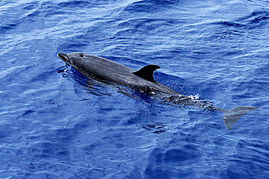 大西洋点斑原海豚,花斑原海豚,游动,大西洋,海洋,丰沙尔,马德拉岛,葡萄牙,欧洲