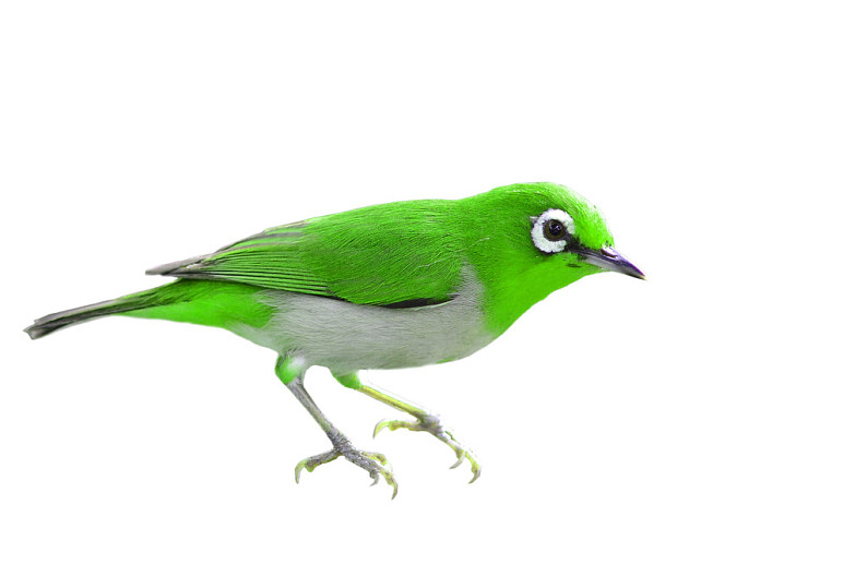 墨绿色的鸟图片及名称图片
