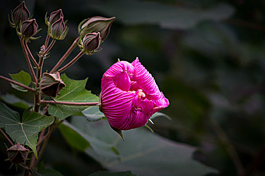 美丽的芙蓉花,木芙蓉,拒霜花,木莲,地芙蓉,华木