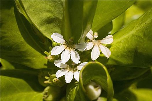 白花,针状物,花瓣,鲜明,绿叶