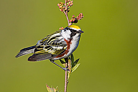 鸣禽,林莺属,栖息,枝条,靠近,安大略省,加拿大