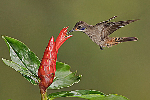 褐色,蜂鸟,进食,花,飞,住宿,西南方,厄瓜多尔
