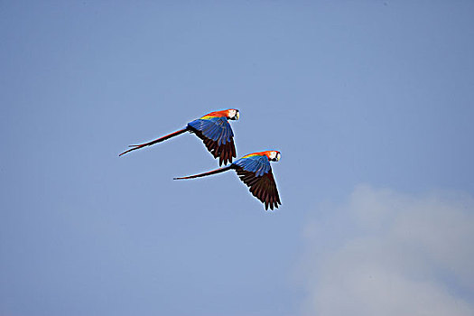 绯红金刚鹦鹉,一对,飞行,委内瑞拉