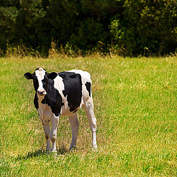 米诺卡岛,黑白花奶牛,放牧,绿色,草地,巴利阿里群岛,西班牙