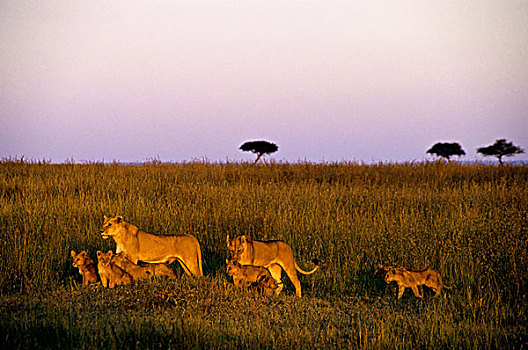 肯尼亚,马赛马拉,雌狮,晚间,阳光