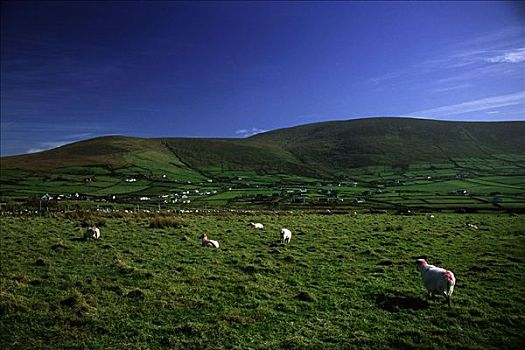 绵羊,地点,靠近,农田,爱尔兰