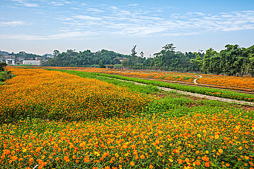 重庆巴南花木世界园林满山盛开的鲜花