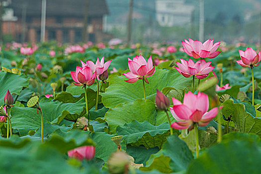 池塘荷花