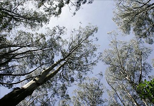 树林,维多利亚,澳大利亚