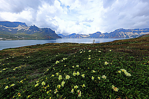 长白山高山杜鹃