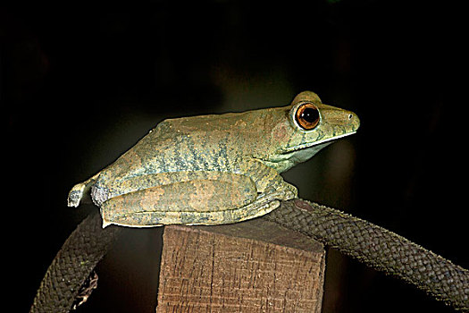 树蛙,自然保护区,区域,秘鲁,南美