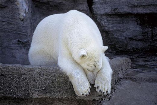 北极熊,动物园,睡觉,动物