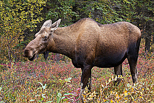 驼鹿,母牛,南,德纳里峰国家公园,阿拉斯加,美国