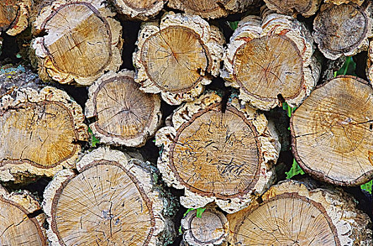 一堆,木头,栓皮栎