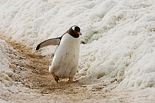巴布亚企鹅,企鹅,港口,格拉克海峡,南极半岛,南极