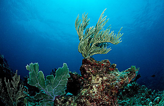 加勒比海,珊瑚礁,古巴