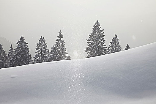 积雪,树,雾气,巴伐利亚,德国