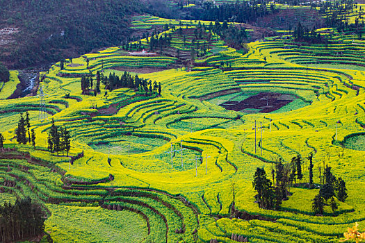 春天,油菜花,花海,大地,螺丝田,金黄,田园,阳光,山丘