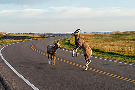 大角羊,穿过,道路,荒地国家公园,南达科他,美国